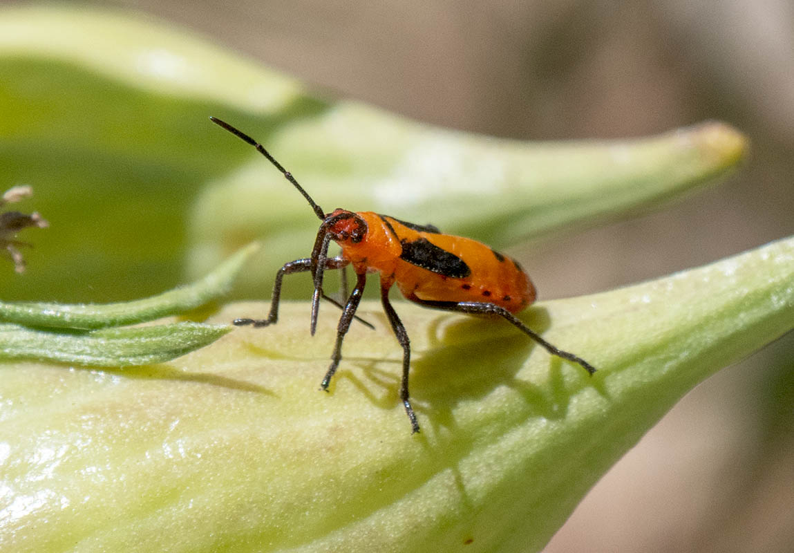 Unknown Beetle Sonora Desert Museum Z72_098404232021.jpg