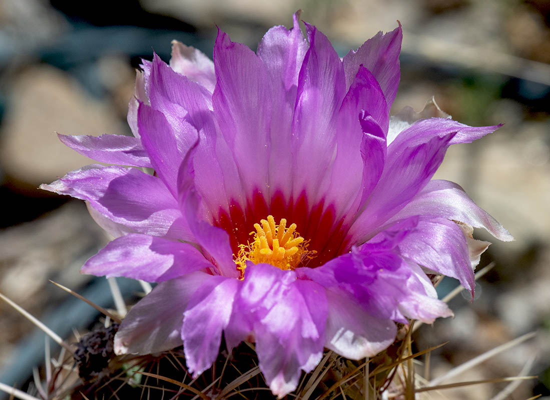 Unknown Cactus Flower Sonora Desert Museum Z72_103304232021.jpg