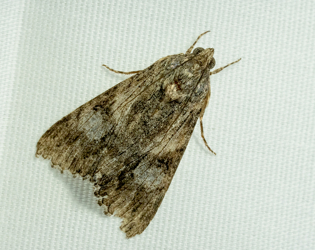 Unknown Moth DSC09370.jpg