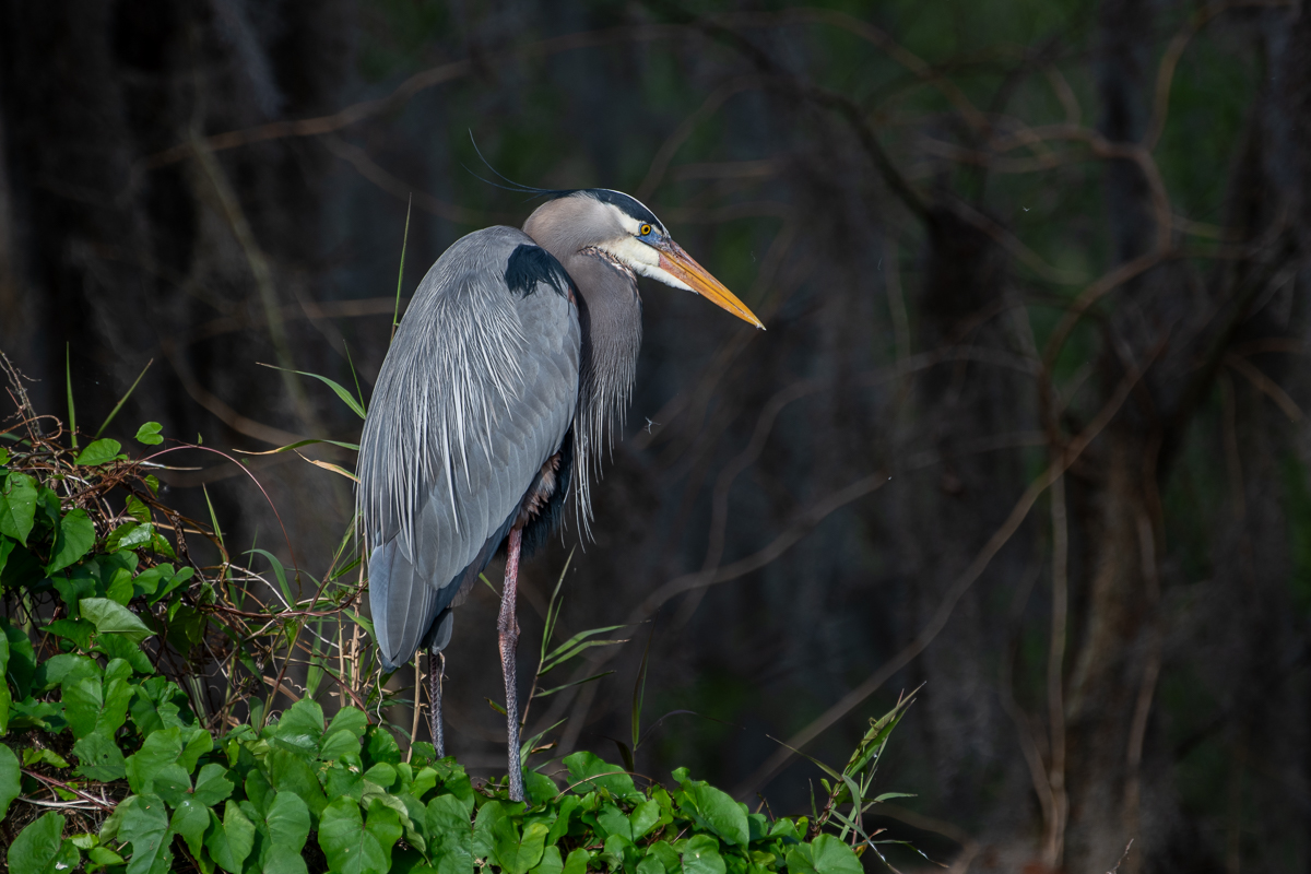 Great Blue Heron 