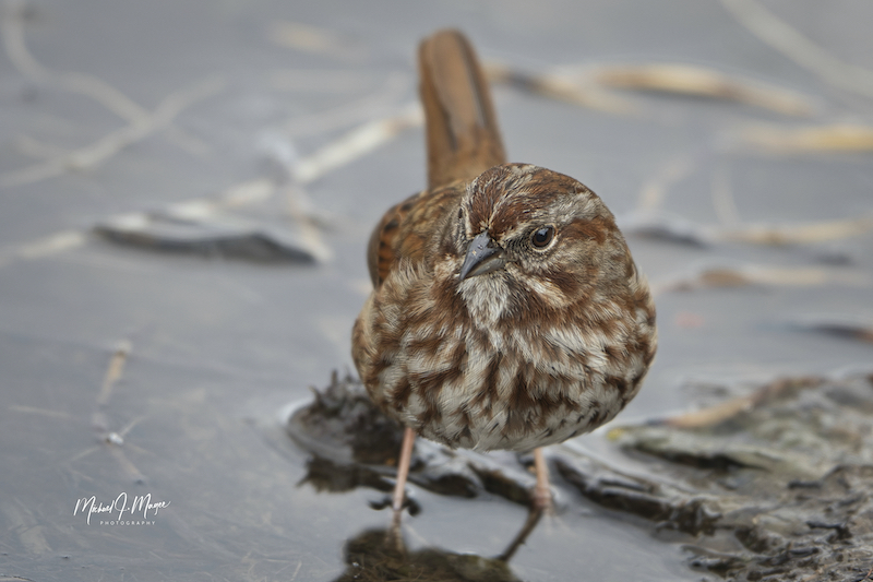 Up Close Shot of a Song Sparrow on a Lake Shore.jpeg