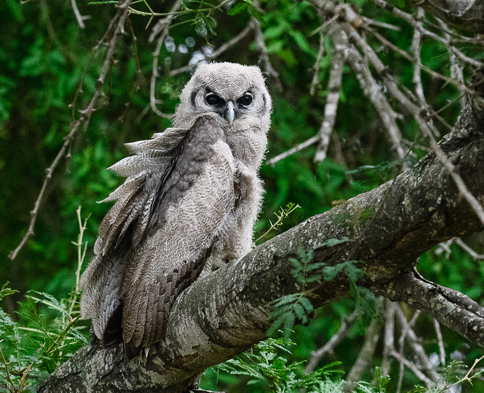 Verreaux's Giant Eagle Owl (1 of 1).jpg