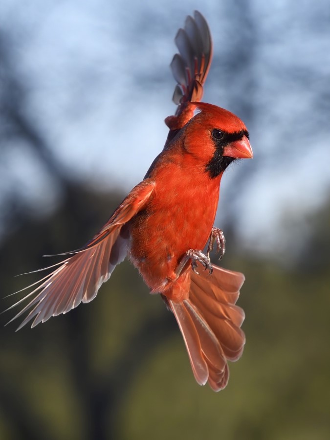 Vertical Cardinal Full SF.jpeg