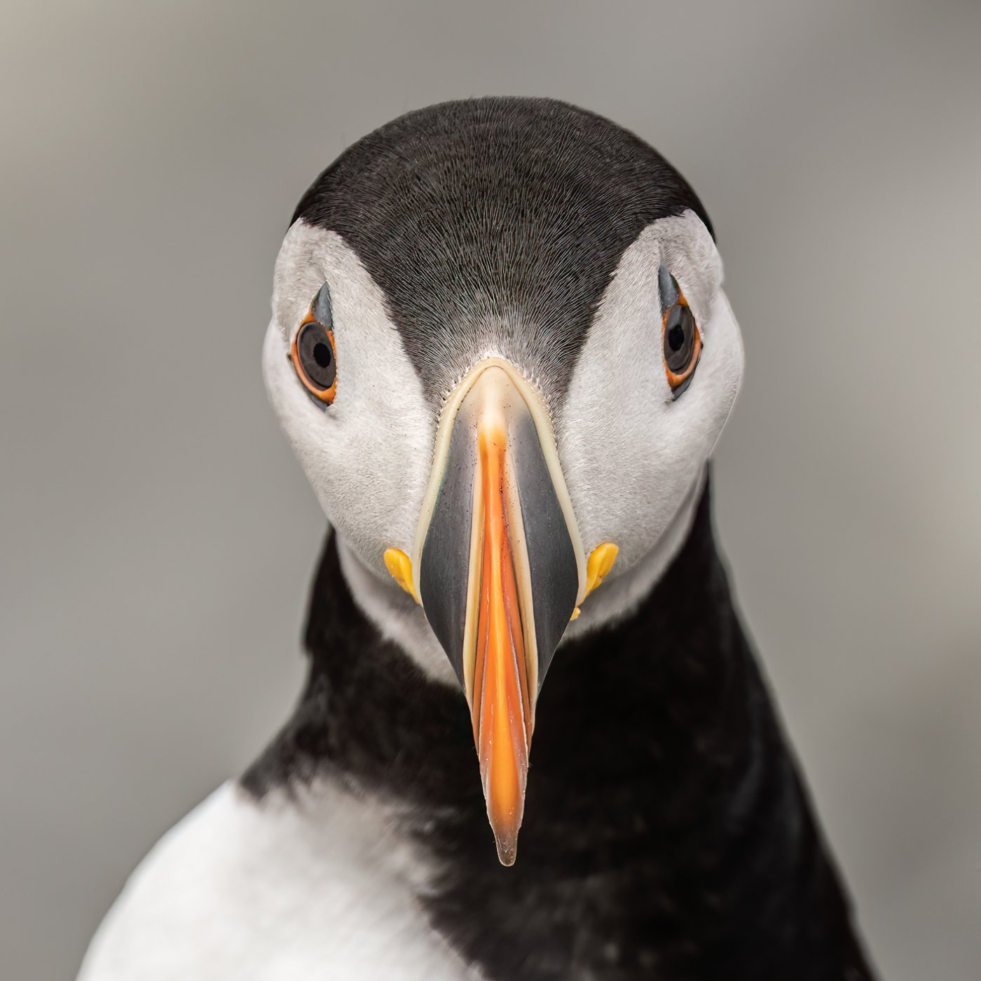 Very Handsome Atlantic Puffin-5.JPG