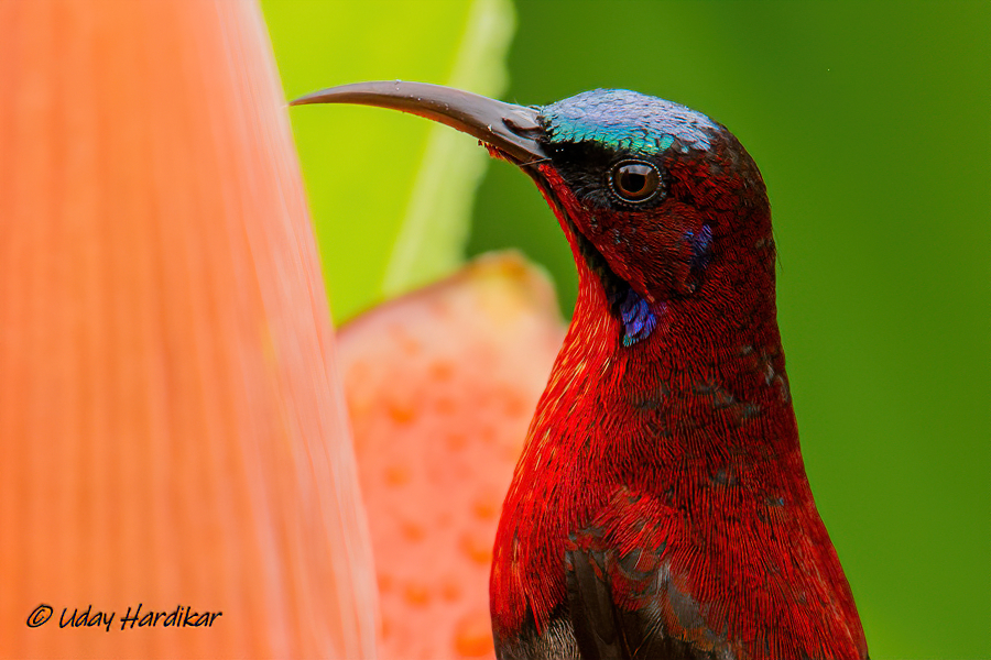 Vigors's-Sunbird-Male-Talavali_July19-63.jpg