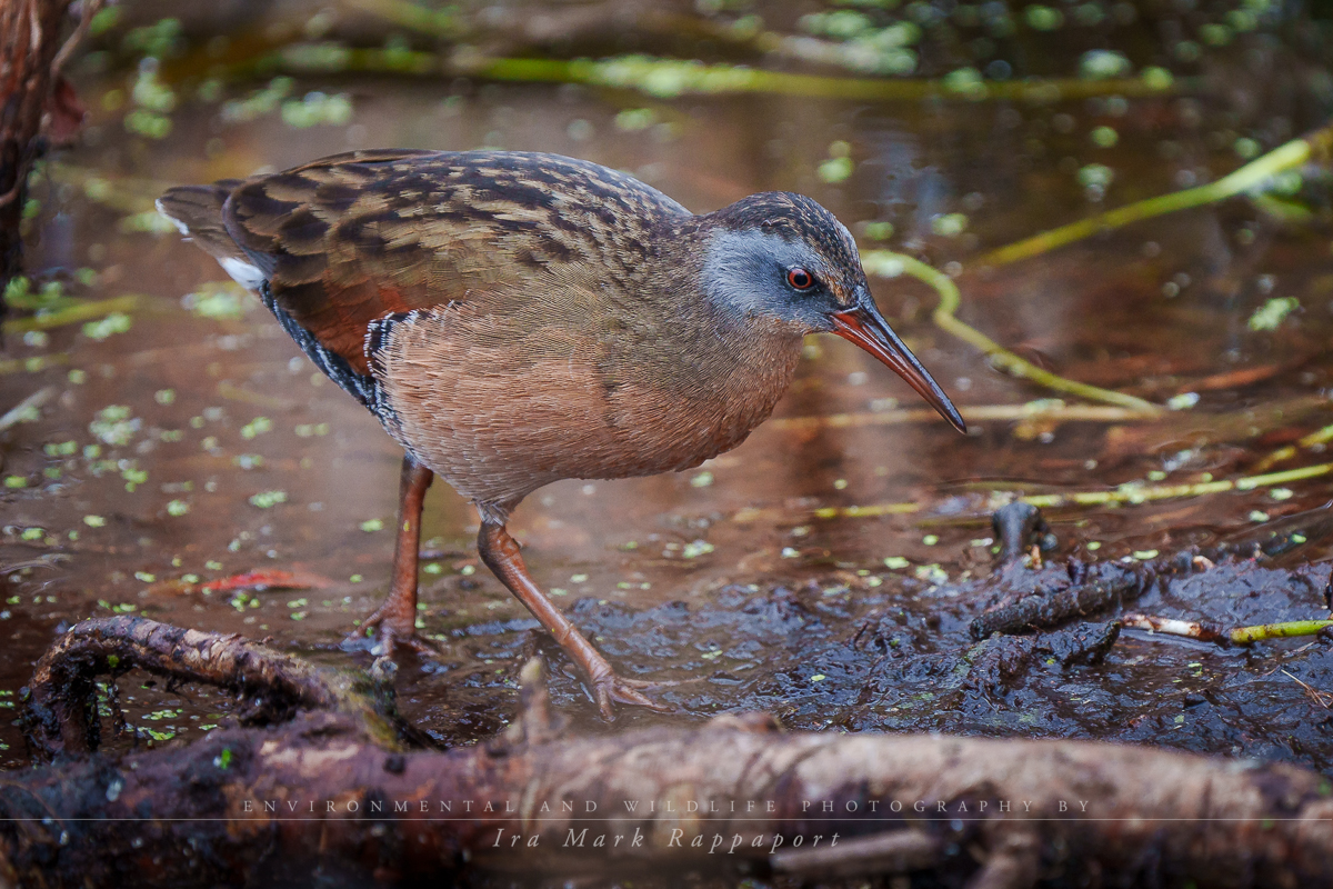 Virginia Rail.jpg