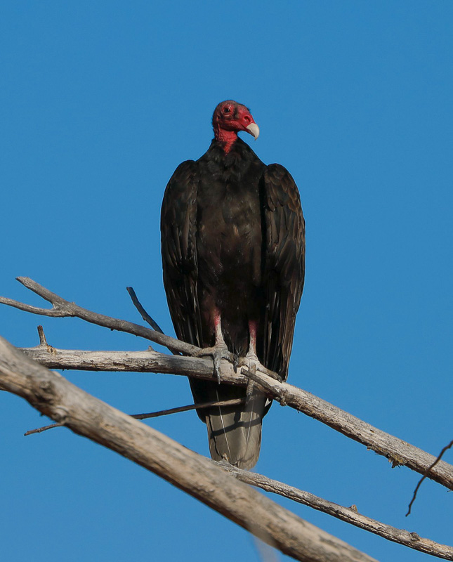 vulture-1.jpg