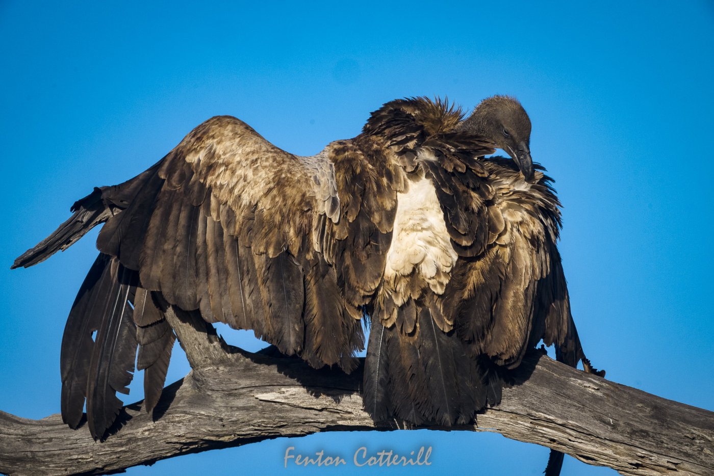 Vulture sunning wings spread preening rd_June2022-6008.jpg