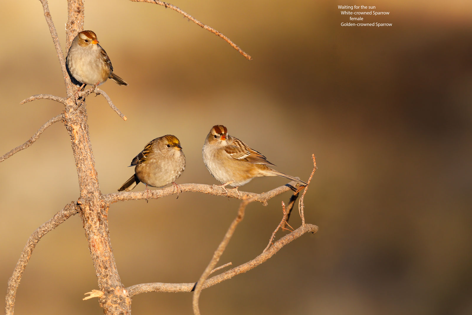 Waiting-for-the-sun-White-crowned-Sparrow-Cabin-Lake-dpp-ai-as-ps-flat.jpg