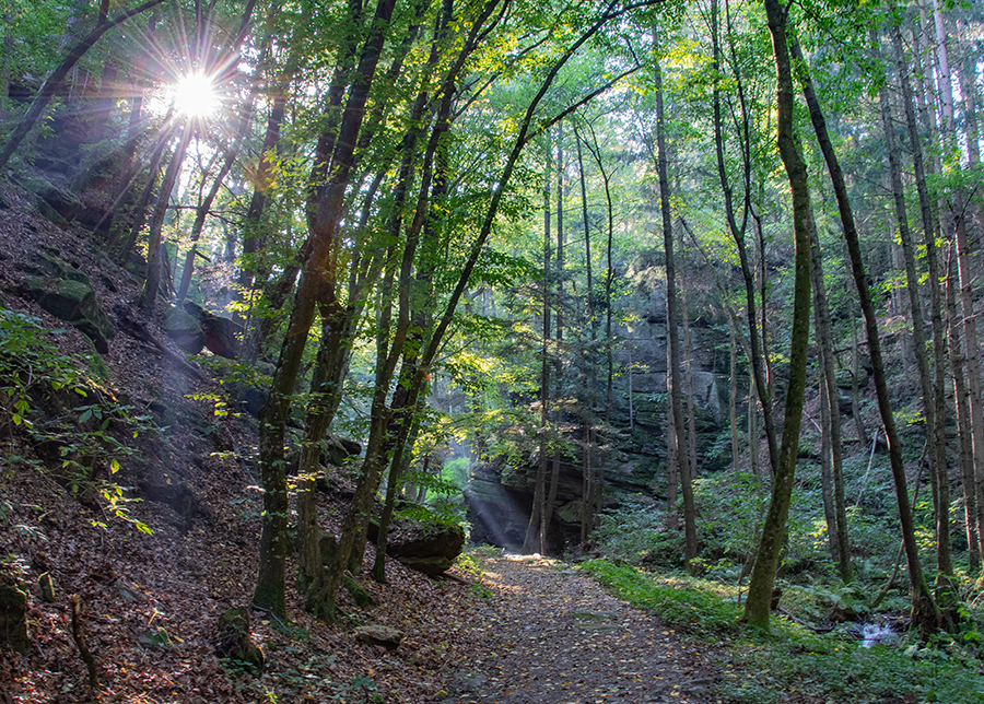 Wald.jpg