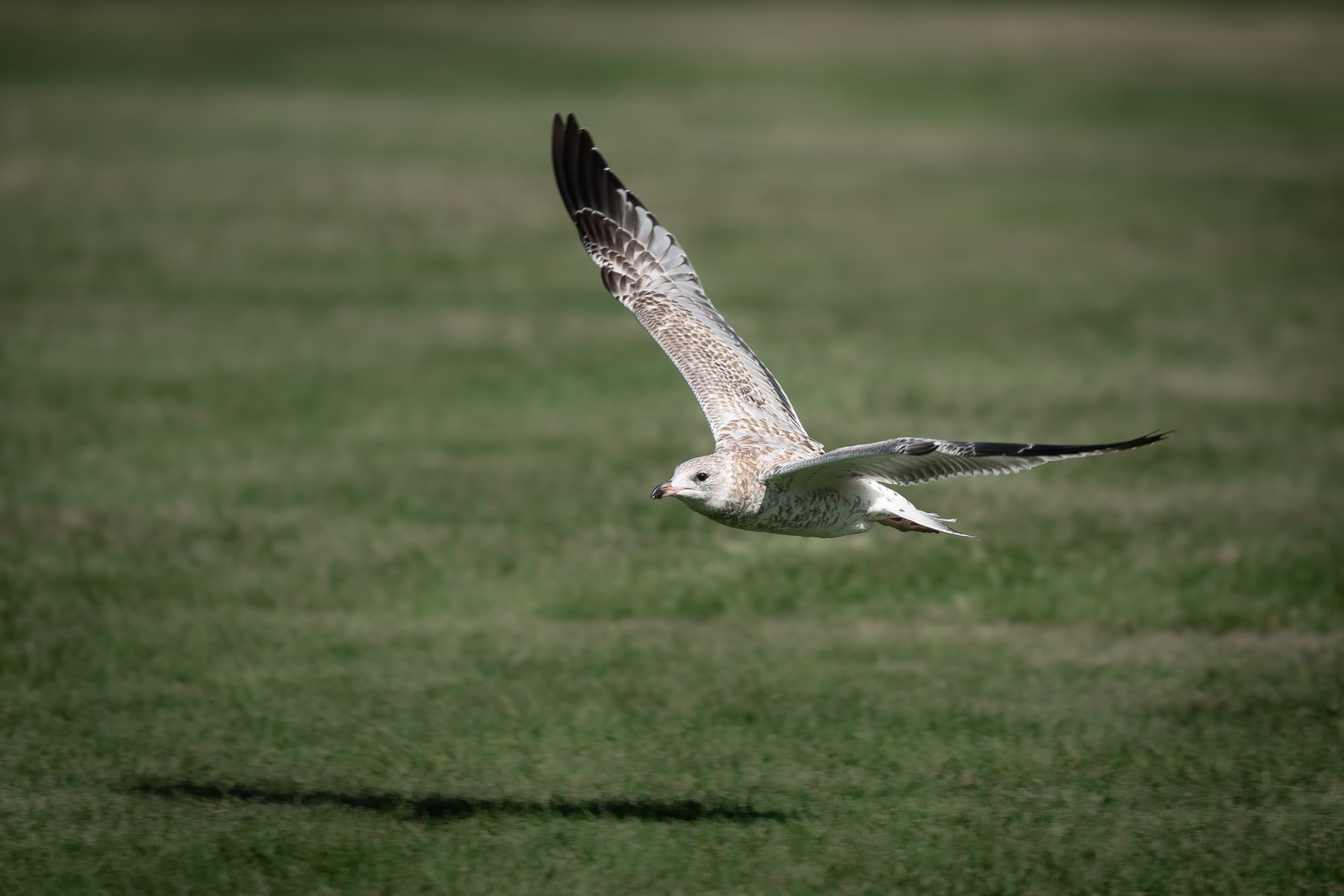 walkabout BIF gull.jpg