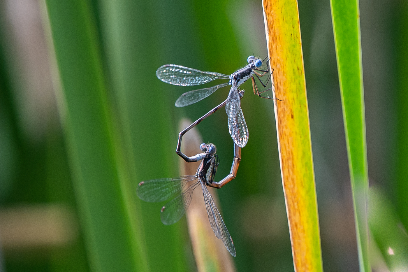 walkabout dragon flies x rated.jpg