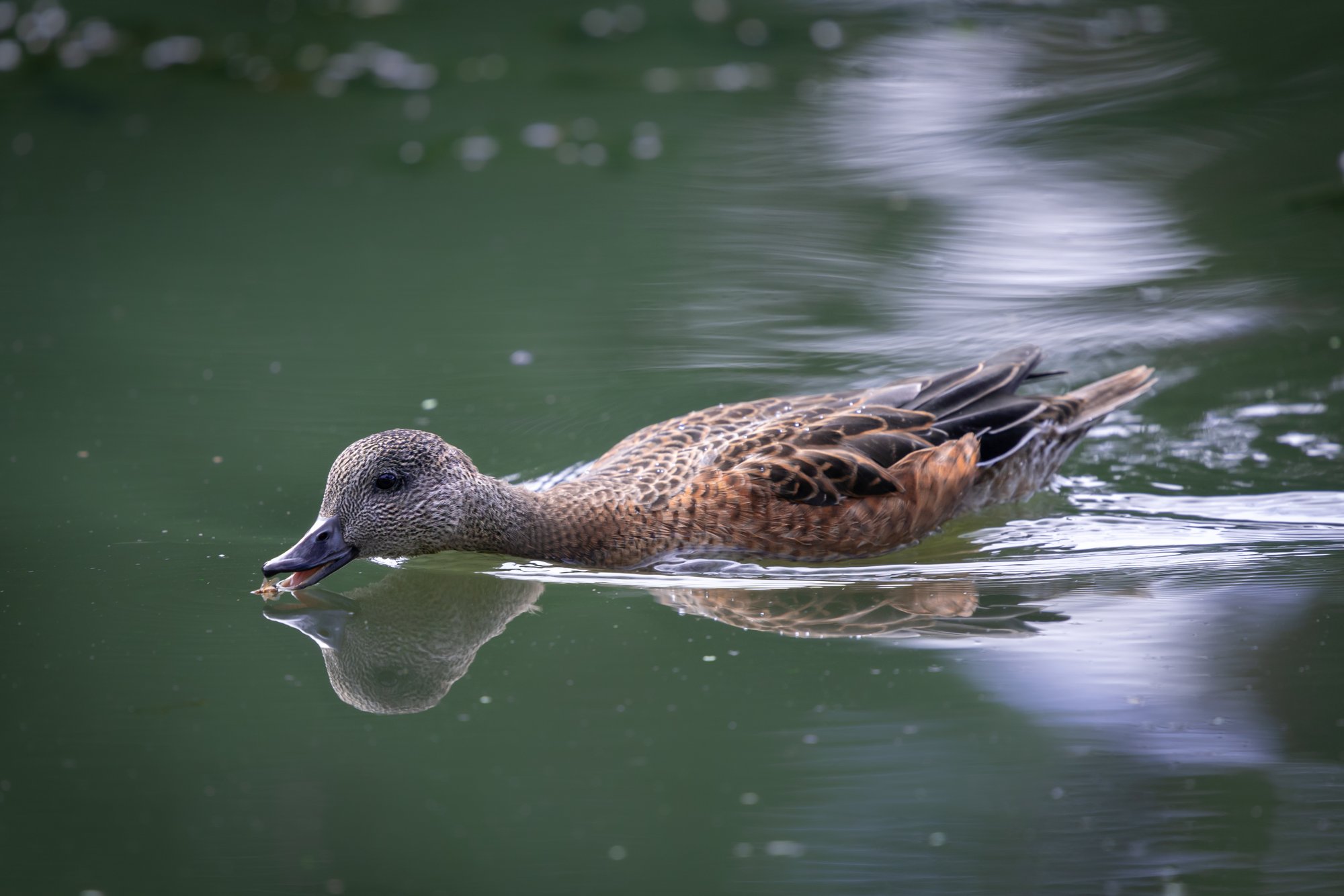 walkabout duck or bee catcher.jpg