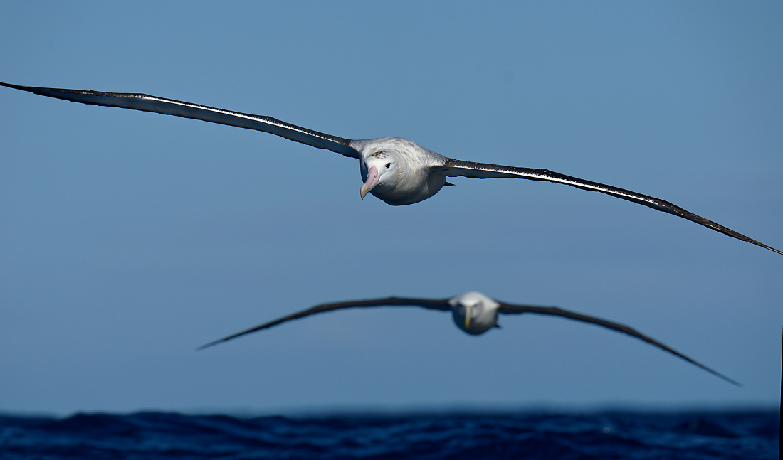 Wandering Albatross IF 2 1365.jpg