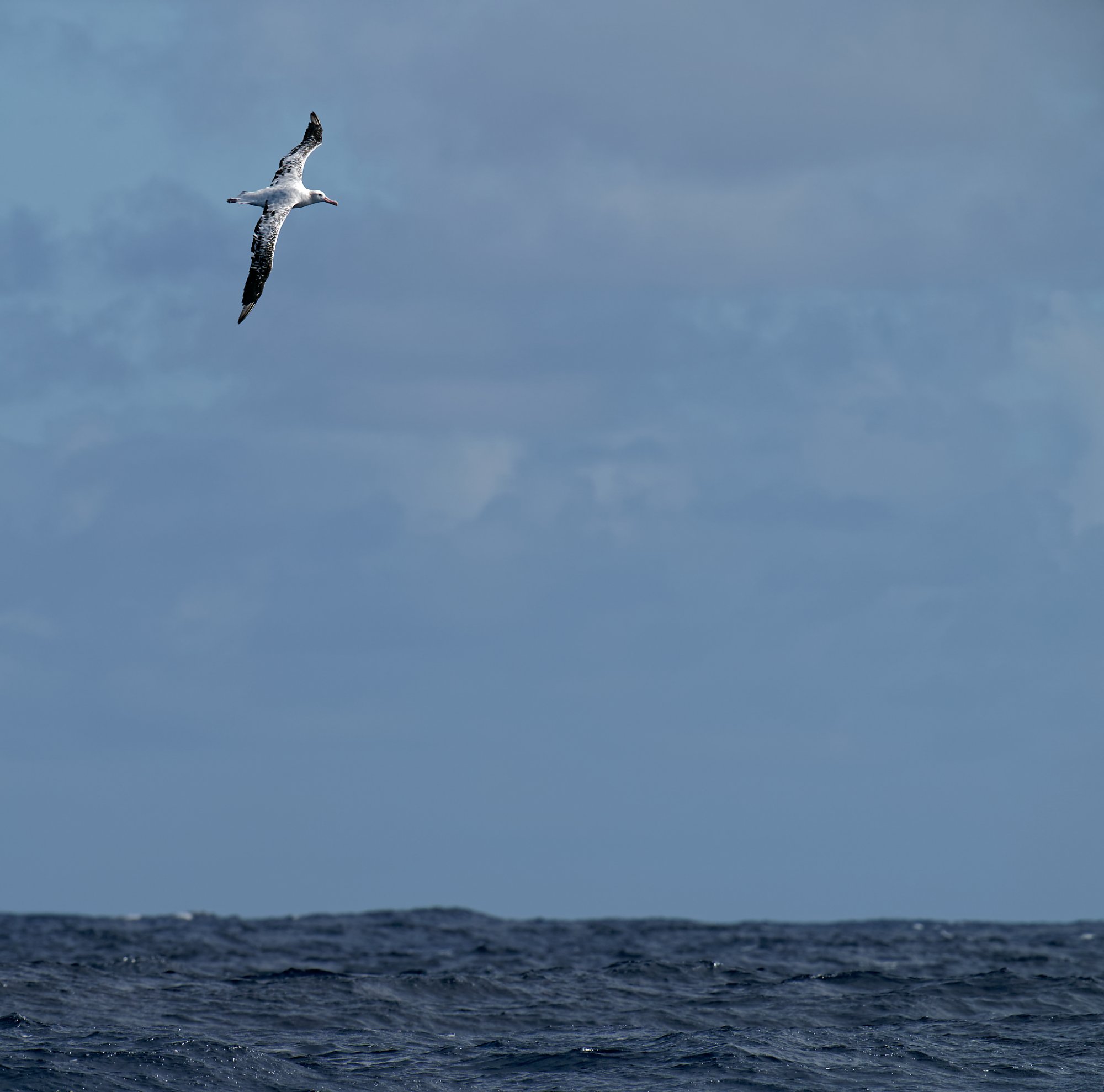 Wandering Albatross IF (28).jpg