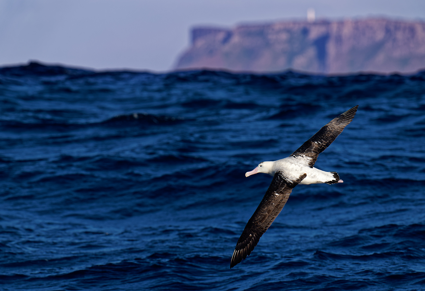 Wandering Albatross IF g15 1360.jpg