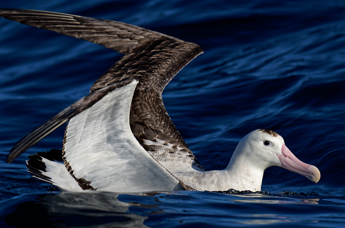 Wandering Albatross j3 1360.jpg