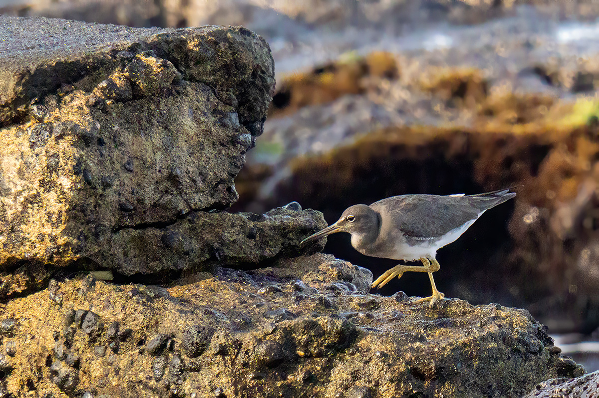 Wandering Tattler BCG P1041436.jpg