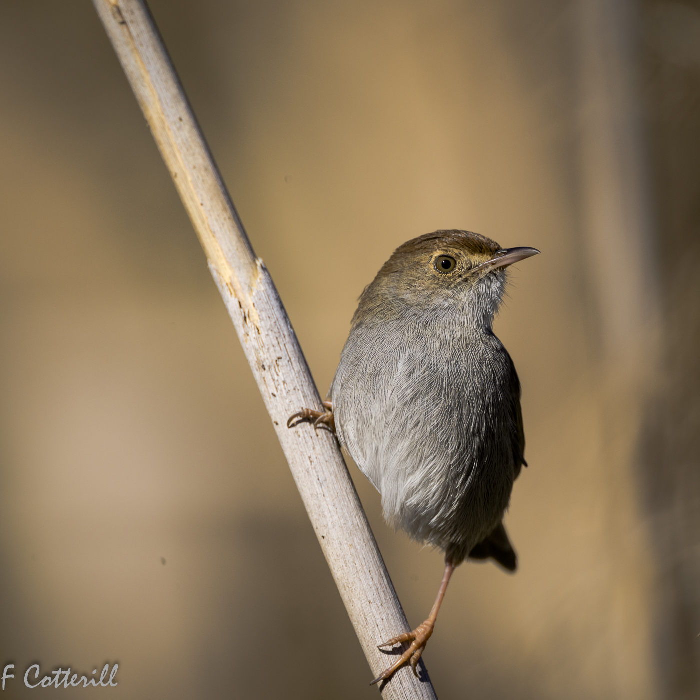 Warbler test 800 PF ZTC14_May2022-4602.jpg