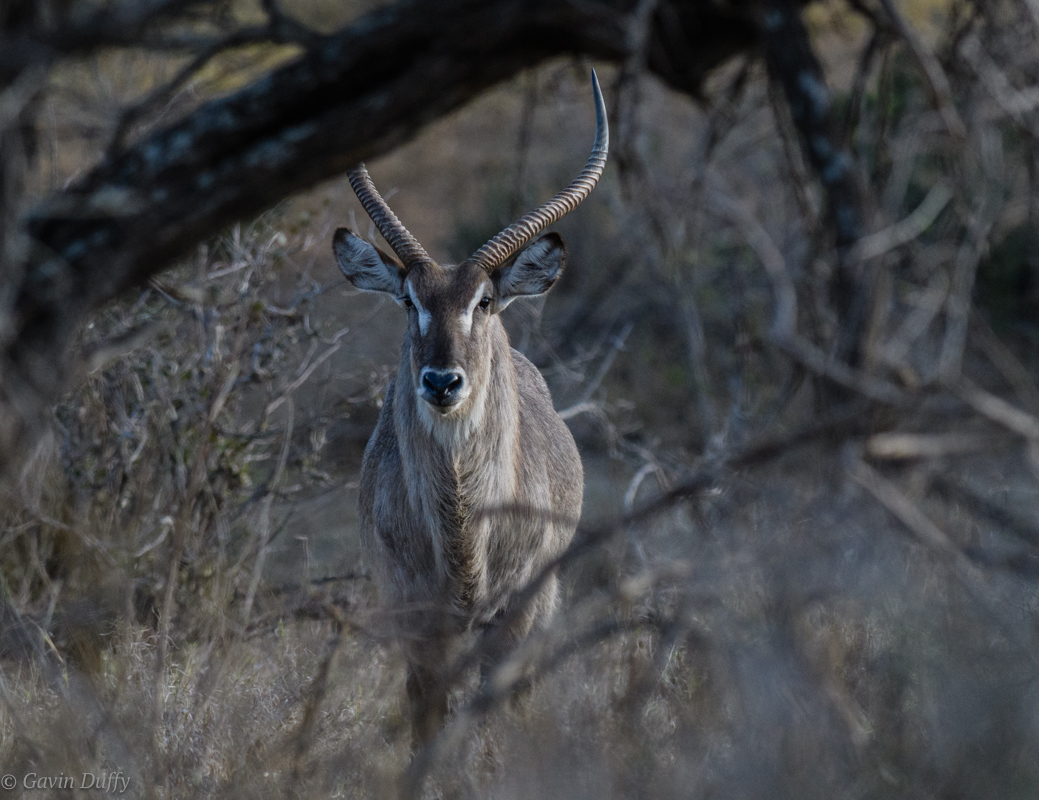 Waterbuck bull (1 of 1).jpg