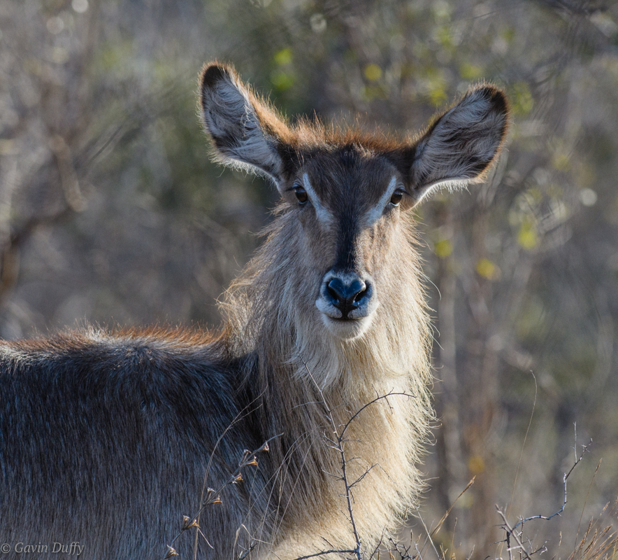 Waterbuck female (1 of 1).jpg