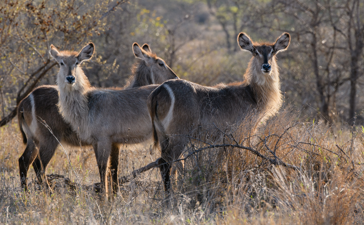 Waterbuck females (1 of 1).jpg