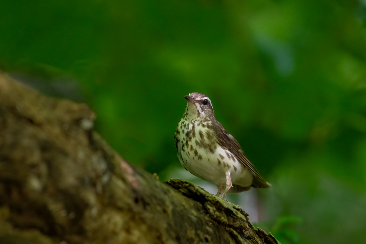 waterthrush5.jpg