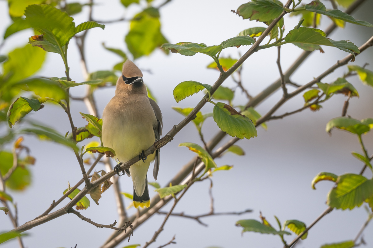 waxwing-1.jpg