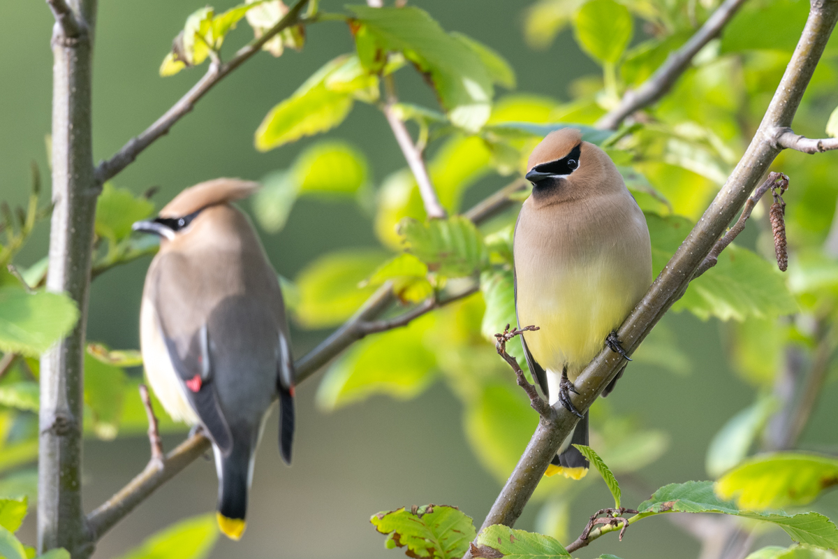 waxwing-2.jpg