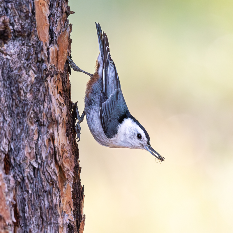 WBNuthatchBugs-57.jpg