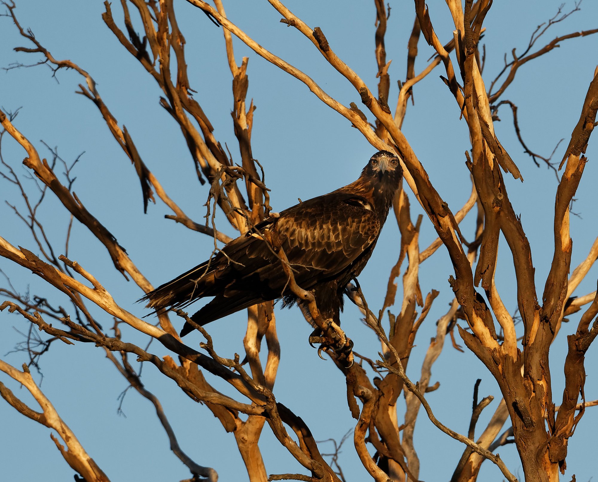 Wedge-tailed Eagle (5)-2048.jpg
