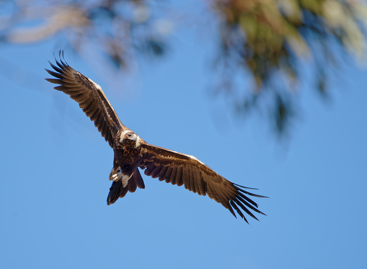 Wedge-tailed Eagle IF (21).jpg