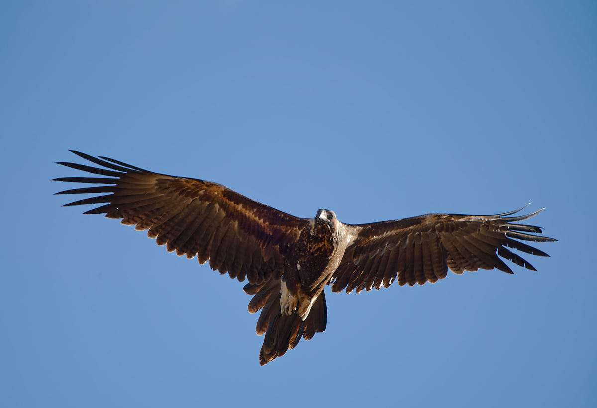 Wedge-tailed Eagle IF (35).jpg