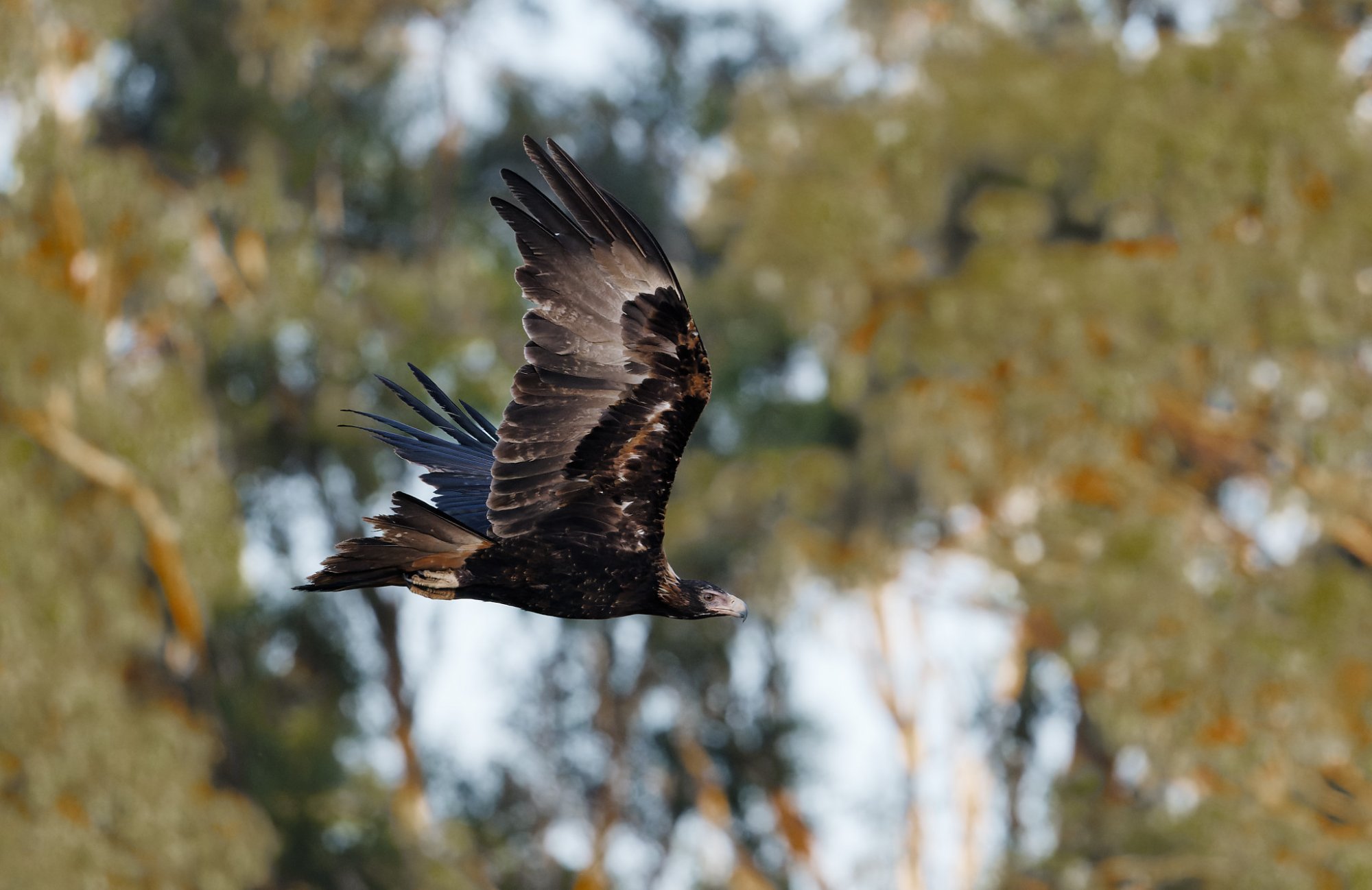 Wedge-tailed Eagle IF (48)-2048.jpg