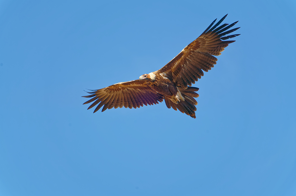 Wedge-tailed Eagle IF.jpg
