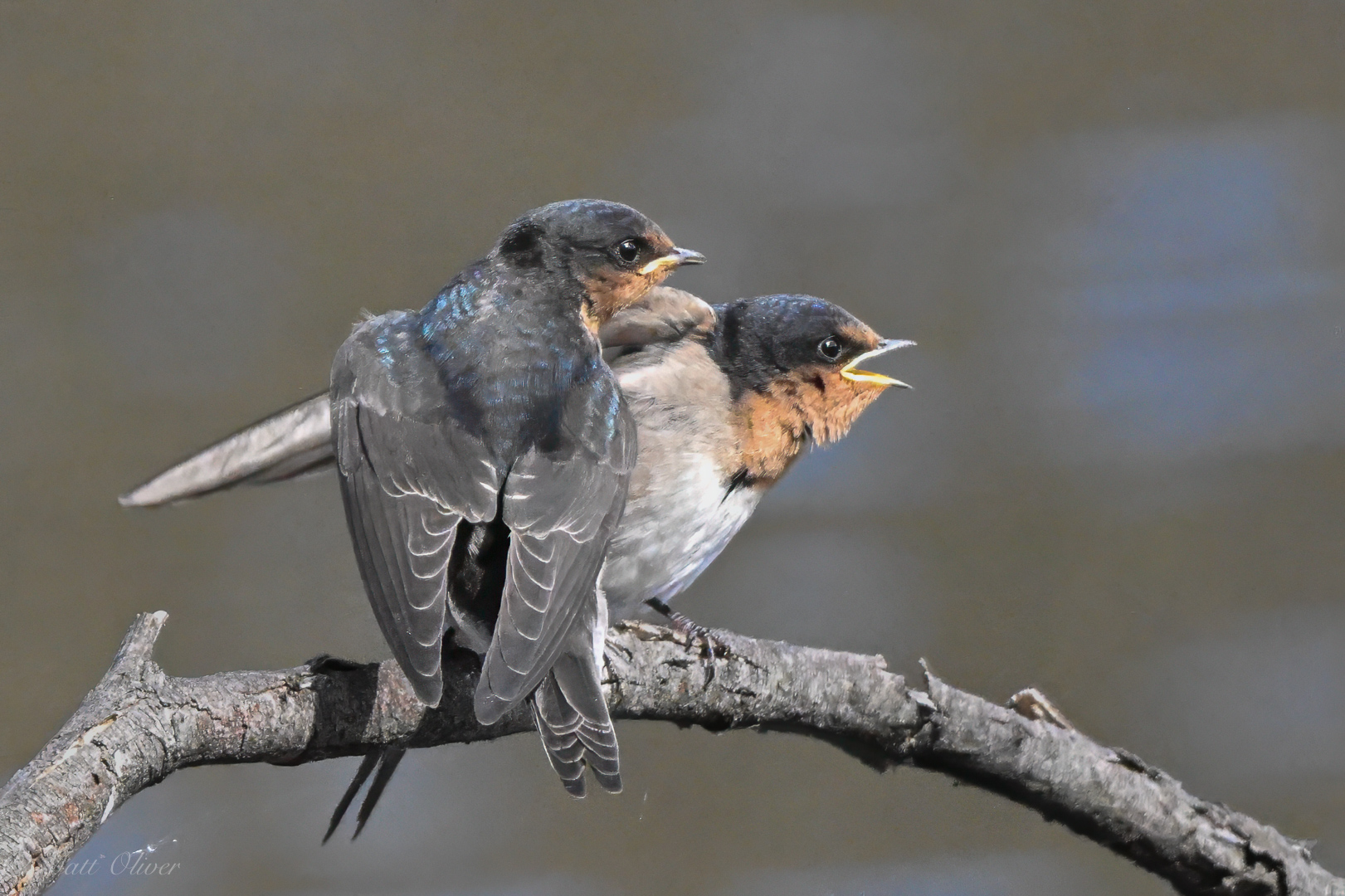 Welcome Swallows 11072024DSC_0506.JPG_2442-Edit.jpg