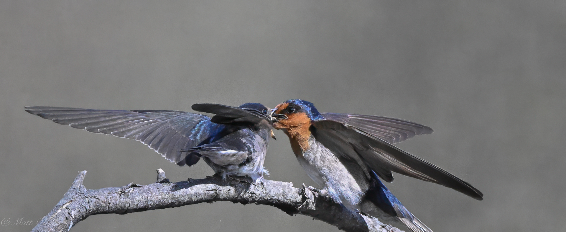 Welcome Swallows 11072024DSC_1343.JPG_3249-Edit.jpg