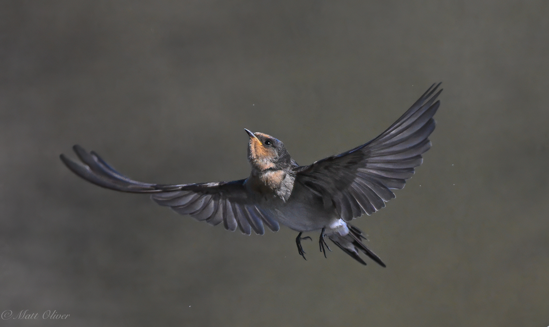 Welcome Swallows 11072024DSC_2171.JPG_4071-Edit.jpg