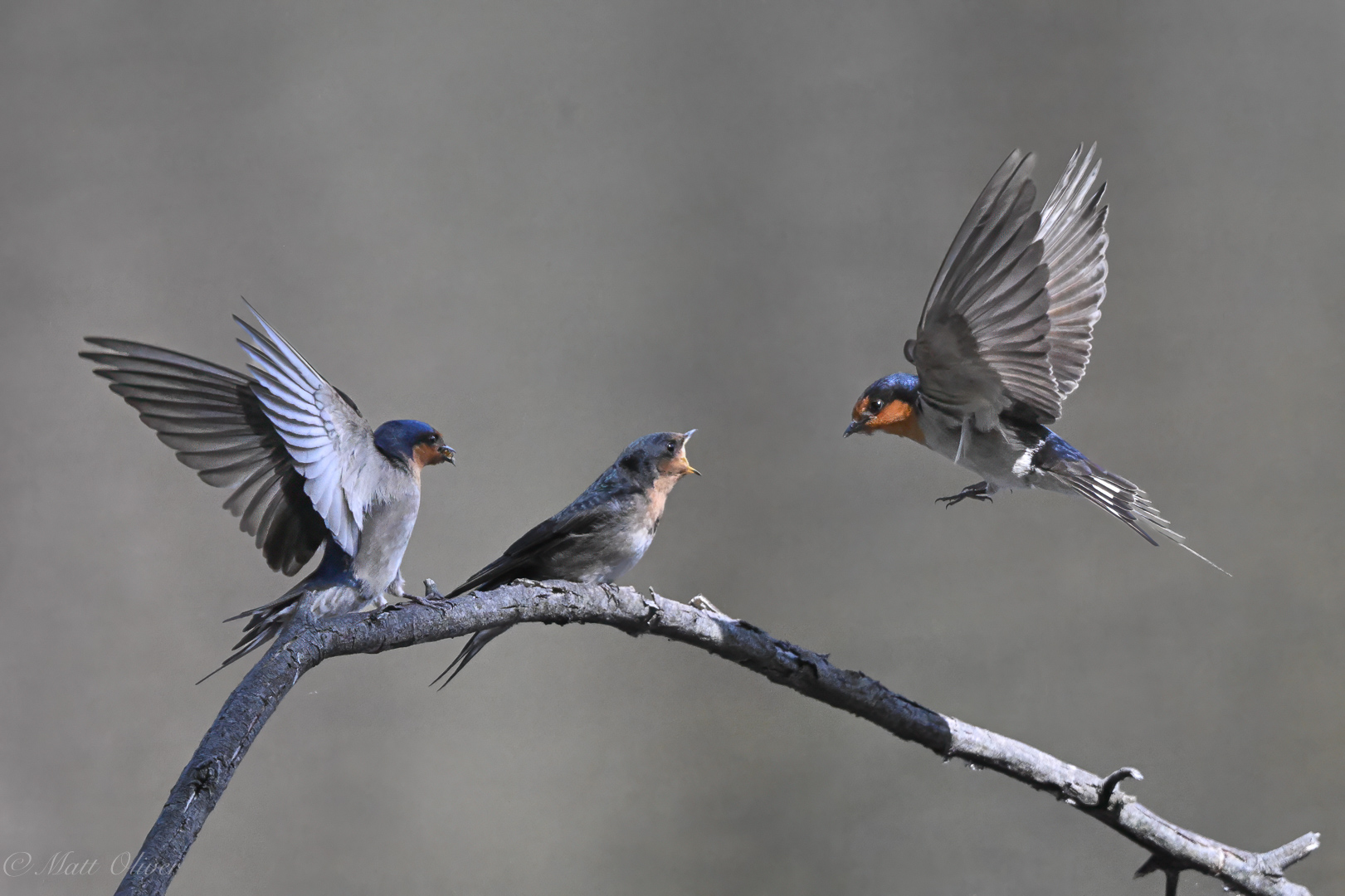 Welcome Swallows 11072024DSC_3197.JPG_5101-Edit.jpg