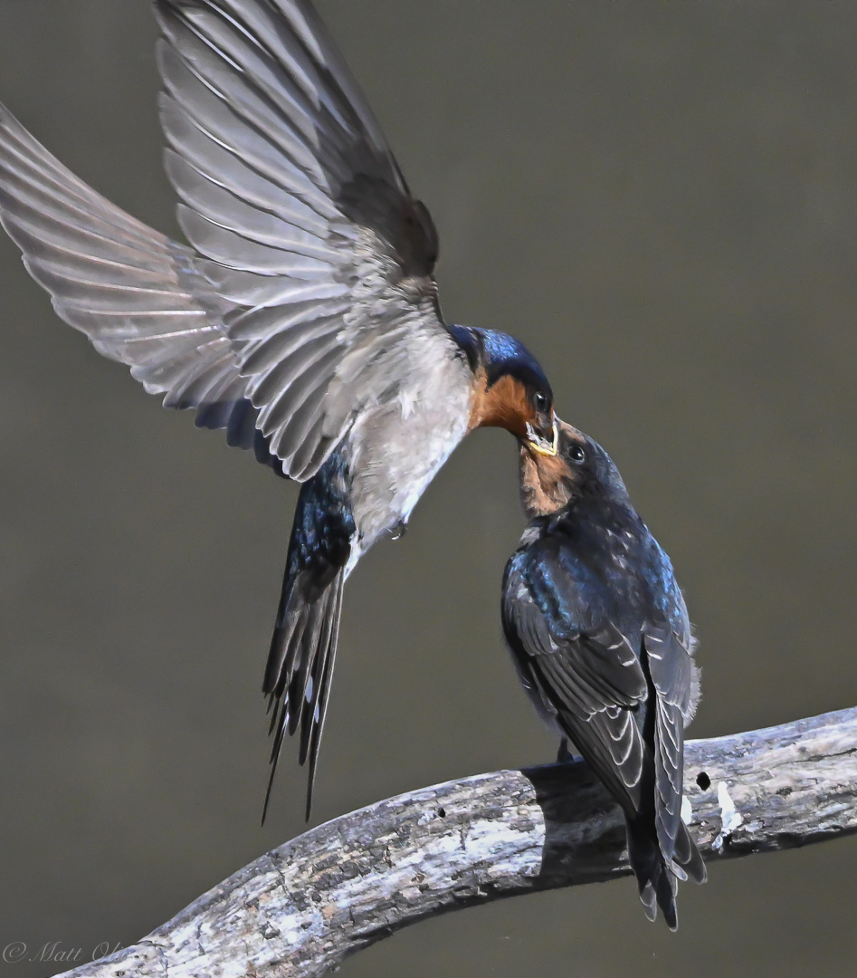 Welcome Swallows 11072024DSC_9879.JPG_1768.jpg