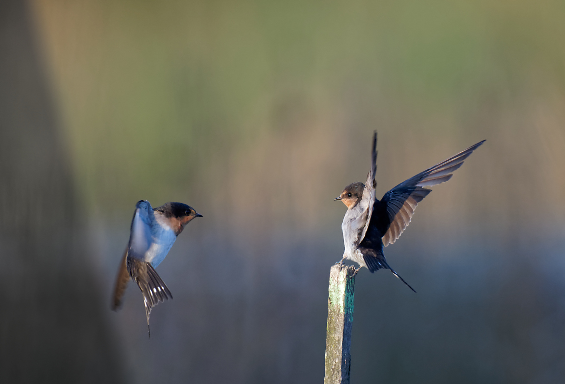 Welcome Swallows bumping off (1).jpg