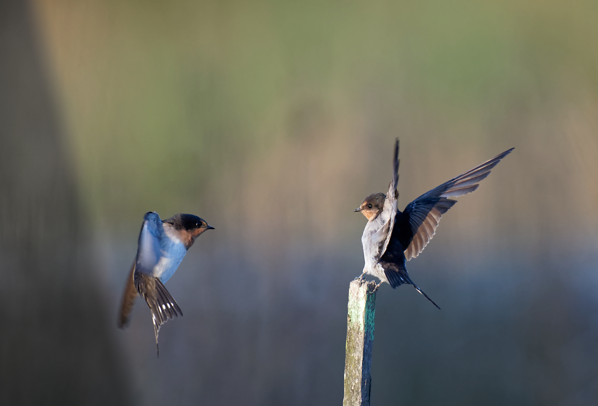 Welcome Swallows bumping off (1).jpg