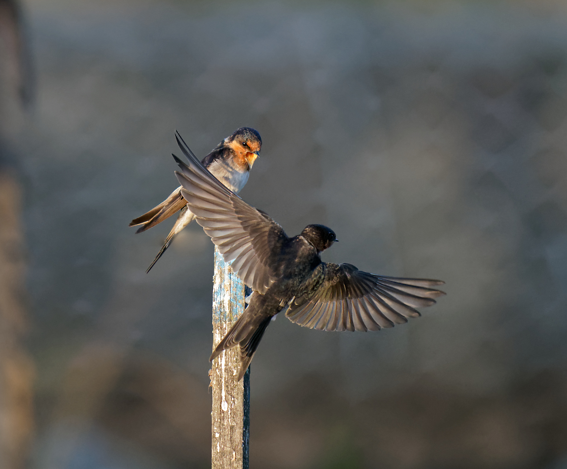 Welcome Swallows bumping off (3).jpg