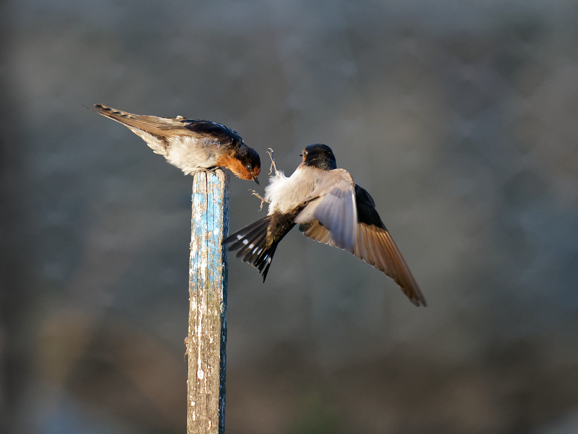 Welcome Swallows bumping off (6).jpg