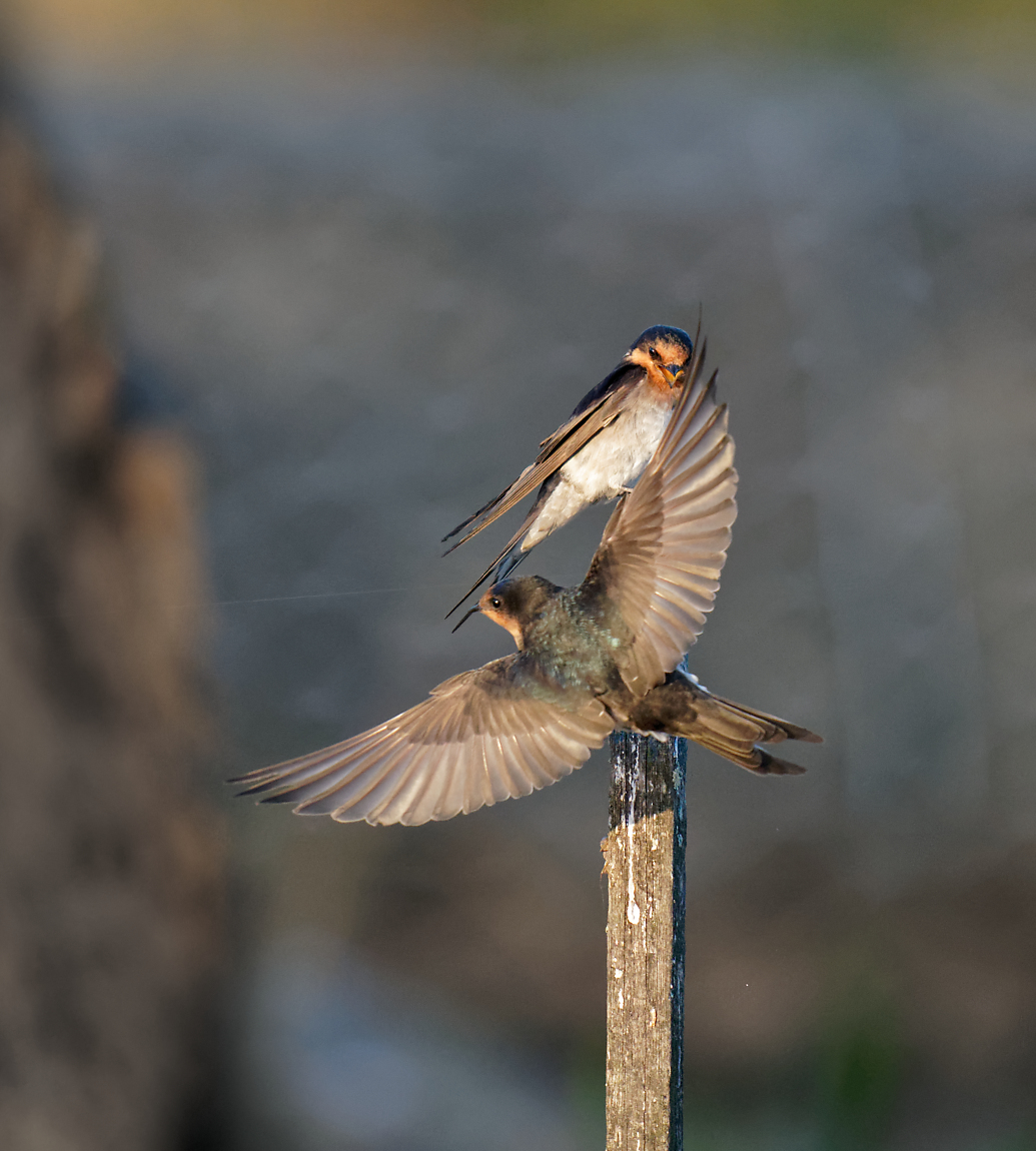 Welcome Swallows bumping off (7).jpg