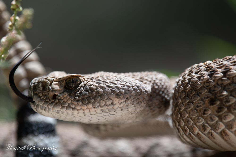 Western Diamondback for Posting.JPG