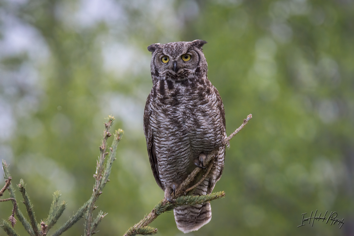 Western Screech Owl-0428-IMG_00001.jpg