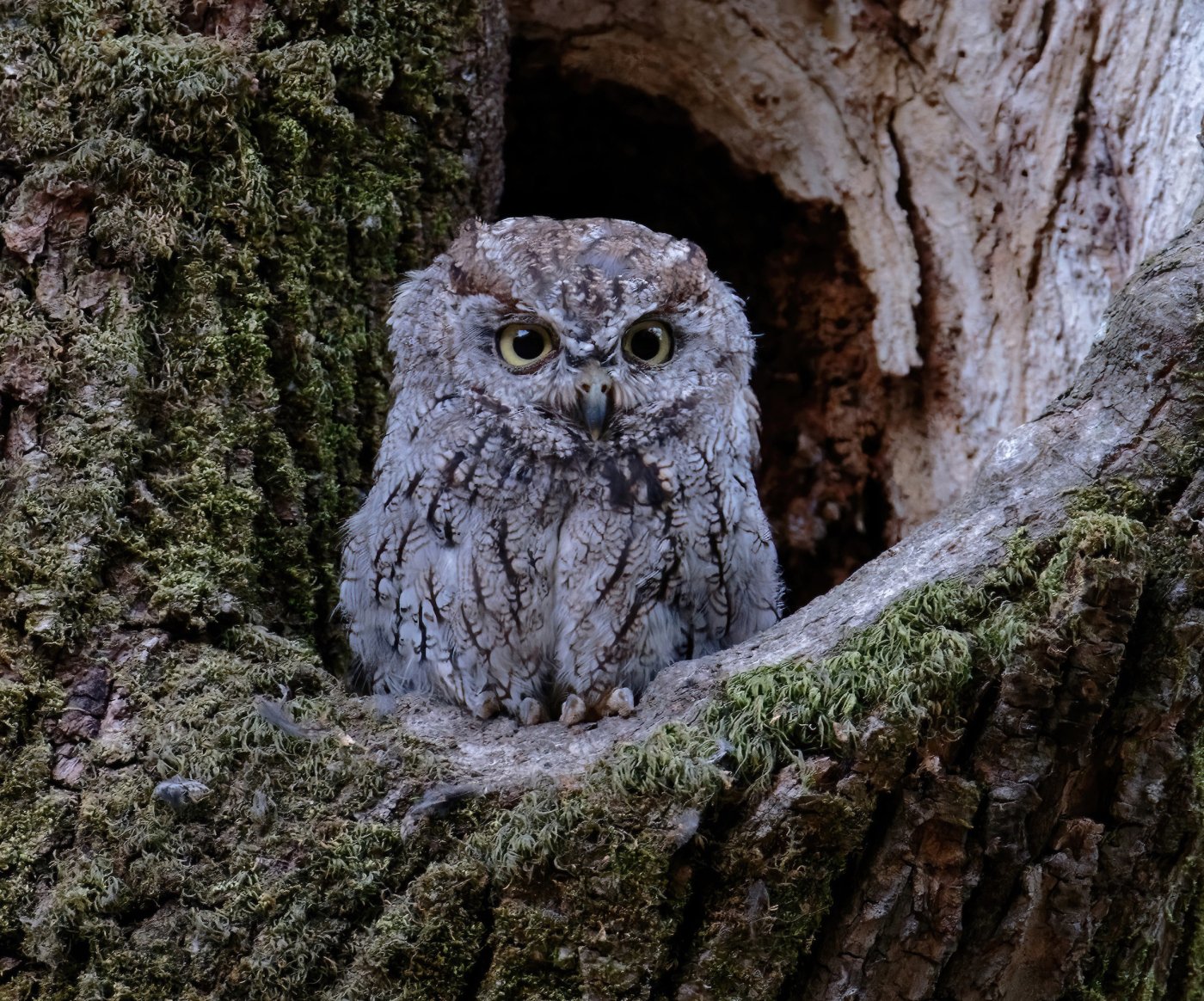Western screech owl.jpg