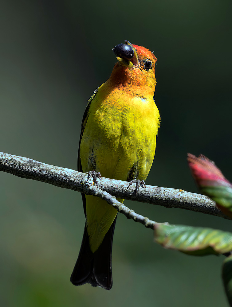 Western_Tanager_1384_1000p.jpg