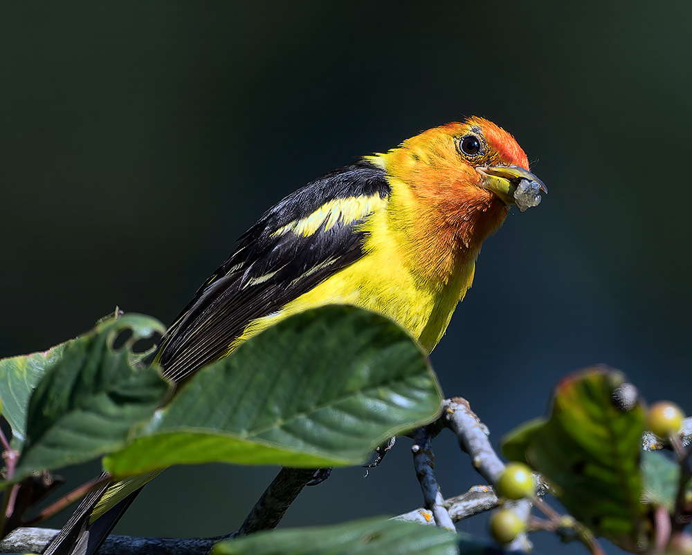 Western_Tanager_1444_1000p.jpg